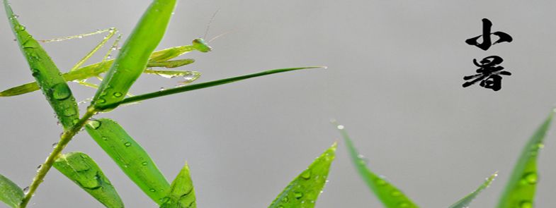 小暑至,夏繁盛