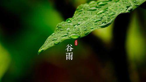 明朝知谷雨，无策禁花风